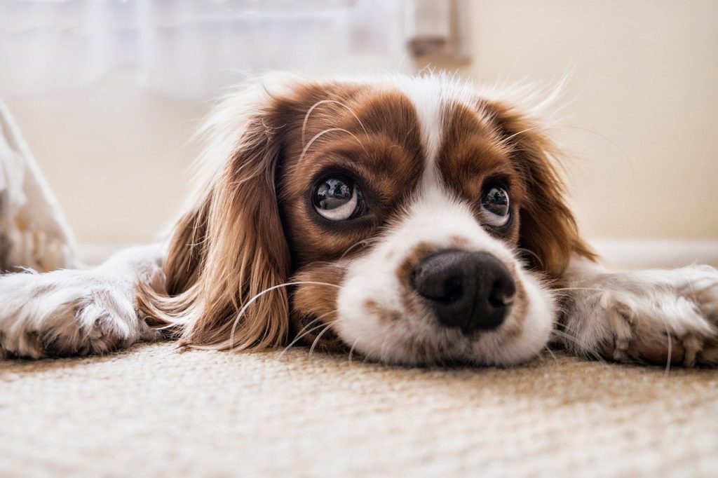 dog on carpet